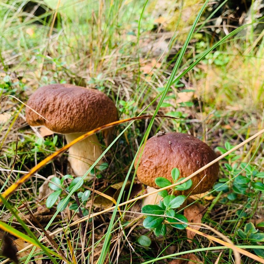 Pokoje Goscinne Ewela Łeba Esterno foto